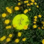 prodigy disc golf yellow dandelions field